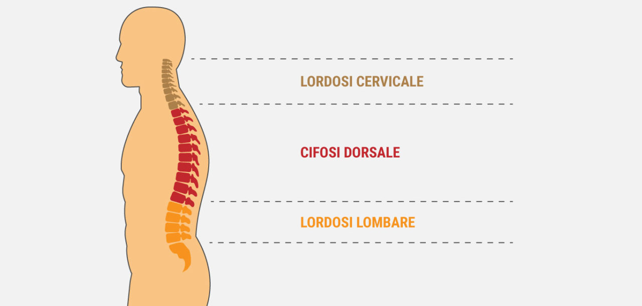 tuttoergonomia | L'anatomia prima del design